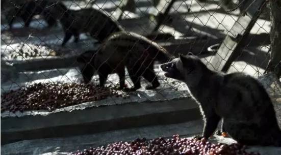 果子狸咖啡和猫屎咖啡_果子狸咖啡_果子狸咖啡