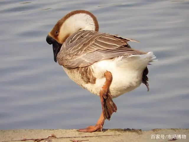 鹅美食_鹅美食_鹅美食